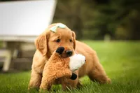 Gunner🐾, a male Golden Retriever for sale in Baltic, OH – 5 of 10