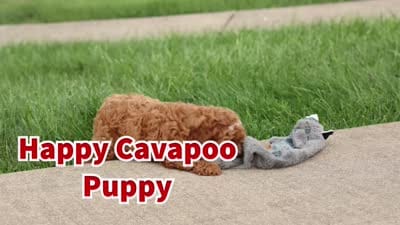 Kody 🐶, a male Cavapoo for sale in Baltic, OH – 9 of 9