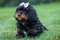 Wanda, a female Cavapoo for sale in Baltic, OH – 9 of 10