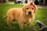 Rocco✨, a male Golden Retriever for sale in Baltic, OH – 6 of 10