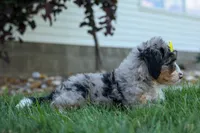 🐾 Peaches 🐾, a female Miniature Bernedoodle for sale in Baltic, OH – 9 of 10