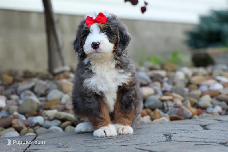 🐾 Meet Pilot 🐾 – Miniature Bernedoodle puppy for sale in Baltic, OH