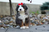 🐾 Meet Pilot 🐾, a male Miniature Bernedoodle for sale in Baltic, OH – 1 of 9