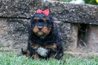 Wilson 🐾, a female Cavapoo for sale in Baltic, OH – 3 of 10