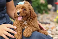 Kody 🐶, a male Cavapoo for sale in Baltic, OH – 4 of 9