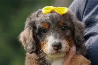 Jasper 🐾 🦴, a male Bernedoodle for sale in Baltic, OH – 2 of 8