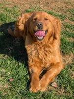 Parker🐶, a male Golden Retriever for sale in Baltic, OH – 8 of 10