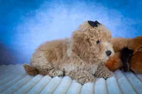 Newton💙🐾, a male Bichpoo for sale in Baltic, OH – 5 of 10
