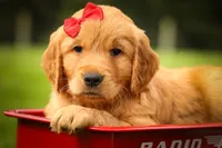 Hunter💙, a male Golden Retriever for sale in Baltic, OH – 6 of 10