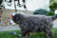 🐾 Meet Pilot 🐾, a male Miniature Bernedoodle for sale in Baltic, OH – 7 of 9