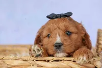 Max 🐾🐶, a male Cavapoo for sale in Baltic, OH – 4 of 7