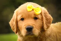 Murphy🐕, a male Golden Retriever for sale in Baltic, OH – 5 of 10
