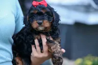 Wilson 🐾, a female Cavapoo for sale in Baltic, OH – 4 of 10