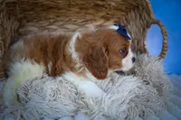 Patches💙, a male Cavalier King Charles Spaniel for sale in Baltic, OH – 9 of 10