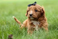 Max 🐾🐶, a male Cavapoo for sale in Baltic, OH – 3 of 7