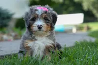 🐾 Primrose 🐾, a female Miniature Bernedoodle for sale in Baltic, OH – 2 of 10