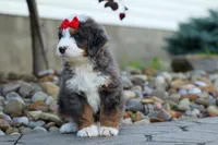 🐾 Meet Pilot 🐾, a male Miniature Bernedoodle for sale in Baltic, OH – 6 of 9