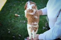 Patches💙, a male Cavalier King Charles Spaniel for sale in Baltic, OH – 7 of 10