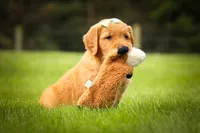 Gunner🐾, a male Golden Retriever for sale in Baltic, OH – 4 of 10