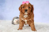 Mia Rose🎀, a female Cavapoo for sale in Baltic, OH – 5 of 10