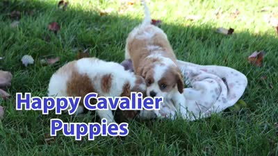 Patches💙, a male Cavalier King Charles Spaniel for sale in Baltic, OH – 10 of 10