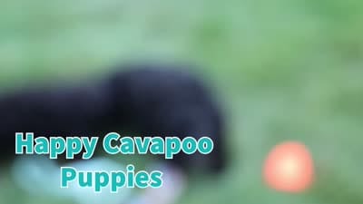Wanda, a female Cavapoo for sale in Baltic, OH – 10 of 10