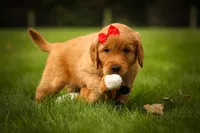 Hunter💙, a male Golden Retriever for sale in Baltic, OH – 8 of 10
