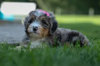 🐾 Primrose 🐾, a female Miniature Bernedoodle for sale in Baltic, OH – 4 of 10
