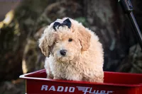 Newton💙🐾, a male Bichpoo for sale in Baltic, OH – 7 of 10