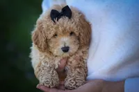 Newton💙🐾, a male Bichpoo for sale in Baltic, OH – 6 of 10
