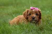 Mia Rose🎀, a female Cavapoo for sale in Baltic, OH – 2 of 10