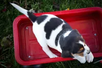  Ollie Belle💕, a female Beagle for sale in Baltic, OH – 8 of 10