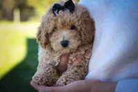 Newton💙🐾, a male Bichpoo for sale in Baltic, OH – 8 of 10