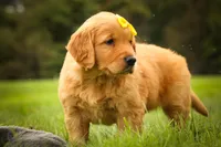 Murphy🐕, a male Golden Retriever for sale in Baltic, OH – 3 of 10
