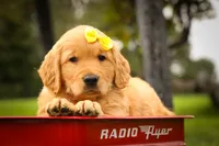 Murphy🐕, a male Golden Retriever for sale in Baltic, OH – 4 of 10