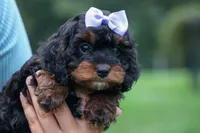 Wanda, a female Cavapoo for sale in Baltic, OH – 7 of 10