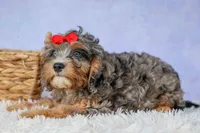 Leo 🐾, a female Cavapoo for sale in Baltic, OH – 4 of 10