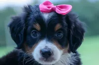 Yancy ❤️, a female Miniature Bernedoodle for sale in Baltic, OH – 5 of 9