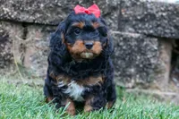 Wilson 🐾, a female Cavapoo for sale in Baltic, OH – 9 of 10