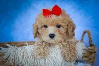 Nixie 💕, a male Bichpoo for sale in Baltic, OH – 7 of 10