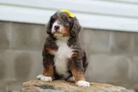Jasper 🐾 🦴, a male Bernedoodle for sale in Baltic, OH – 6 of 8