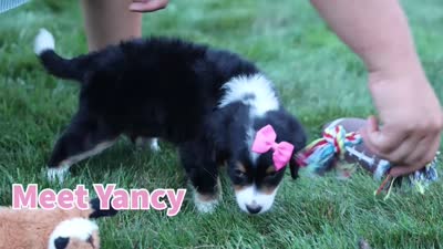 Yancy ❤️, a female Miniature Bernedoodle for sale in Baltic, OH – 9 of 9