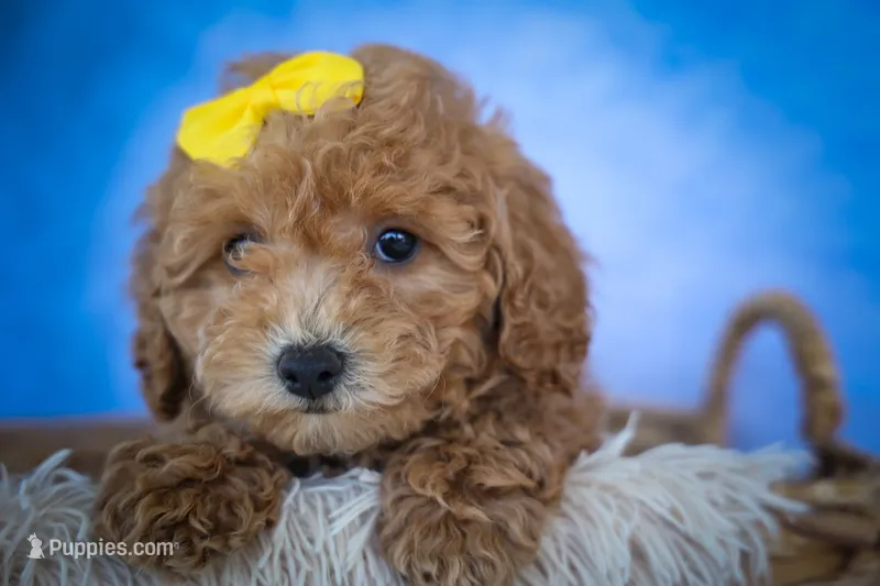Nella🌸 – Bichpoo puppy for sale in Baltic, OH