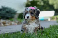 🐾 Primrose 🐾, a female Miniature Bernedoodle for sale in Baltic, OH – 8 of 10