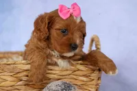 Mia Rose🎀, a female Cavapoo for sale in Baltic, OH – 4 of 10