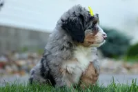 🐾 Peaches 🐾, a female Miniature Bernedoodle for sale in Baltic, OH – 2 of 10