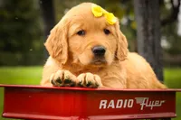 Murphy🐕, a male Golden Retriever for sale in Baltic, OH – 7 of 10