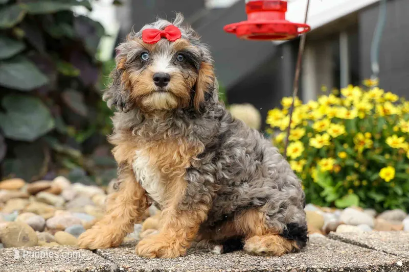 Leo 🐾 – Cavapoo puppy for sale in Baltic, OH