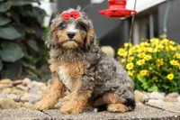 Leo 🐾, a female Cavapoo for sale in Baltic, OH – 1 of 10