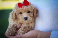 Nixie 💕, a male Bichpoo for sale in Baltic, OH – 8 of 10